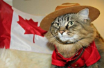 Cute Canadian Cats
