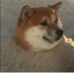 Doge Aiden WonderfulBonnie Fan Group