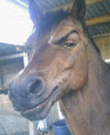 MEUSI