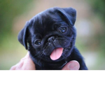 The PUG Fan Group!!!