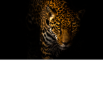 fierce jaguar