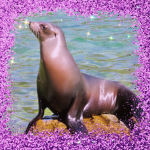 sea lionsss