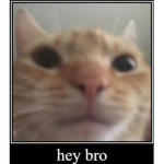 CAT mod