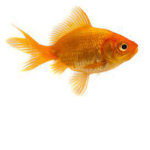 The Flying Fishies