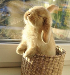 Brookies Bunniess