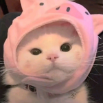 Kitty_Clout