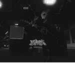 C12 GANG