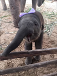 The Elephant Club❤️ Group Thumbnail