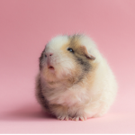 Galaxy Guardia Guinea Pig's!