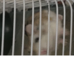 Hamster groups