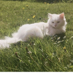 Gato.gatoso