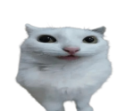 Cookies 4 Cats