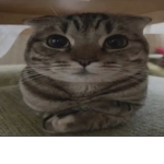 XPog