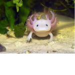 Axolotl gang.