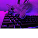 Kitty's place join now to play flee