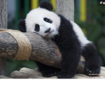 *~Panda Nation~*