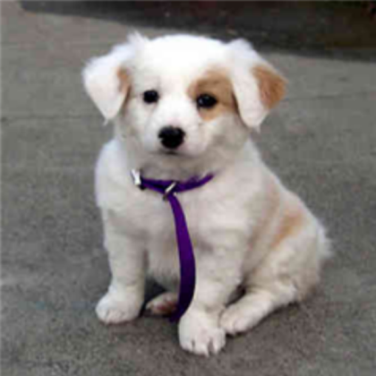 dog Roblox decal