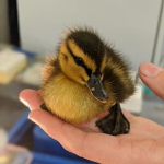 Bird love!