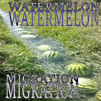 watermelon migration