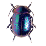 COLEOPTEROLOGY