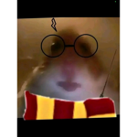 ʰᵃʳʳʸ ᵖᵒᵗᵉʰ