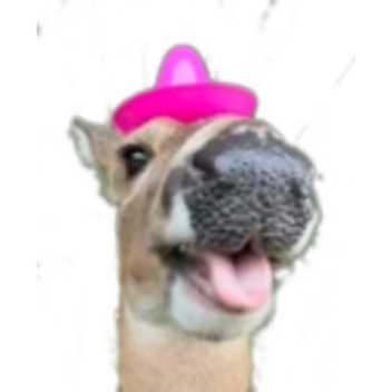 hat!