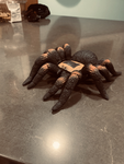 Thespidercatsquad
