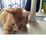Mitten the kitten