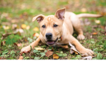 Dogs are coo1