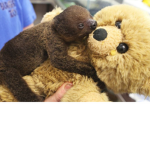 Team Bear and Sloth