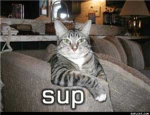the sup cats