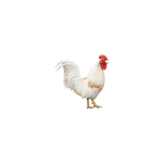 coolChickenshehe