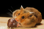 Hamster studio :D