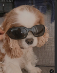 Doggo squad! <3
