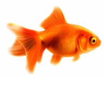 Fish Gang in da Ocean