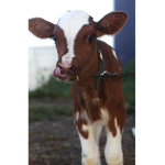 Moo Squad! :)
