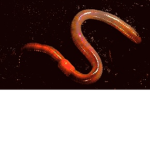 Cult of The WORMS