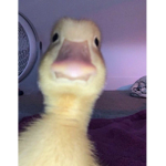 Ducks are chill