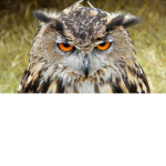 viktorvejen cool so funny so sweet good so join me