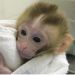 Monke Jungle Land