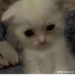 My Melody x kuromi
