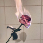 roses and petals