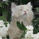furbaIIs