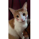 PrinceTabby slays