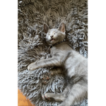 Aubreys kitty group
