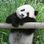 ..PandaBears..
