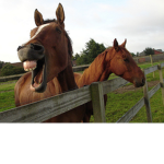 HORSE TANK!!!!!!!