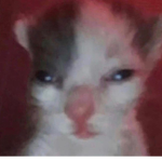 idk #purr