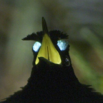 Vogelkop