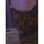 *-kitty fan group-*